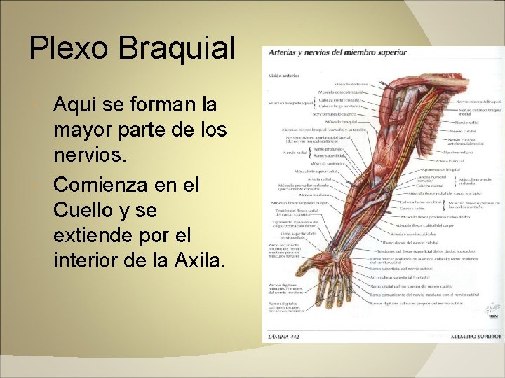 Plexo Braquial Aquí se forman la mayor parte de los nervios. Comienza en el