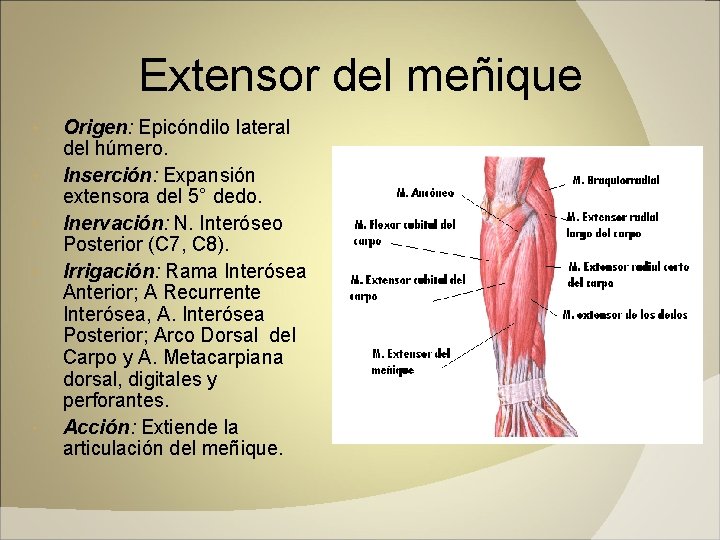 Extensor del meñique Origen: Epicóndilo lateral del húmero. Inserción: Expansión extensora del 5° dedo.