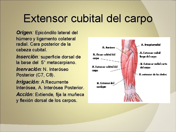 Extensor cubital del carpo Origen: Epicóndilo lateral del húmero y ligamento colateral radial. Cara