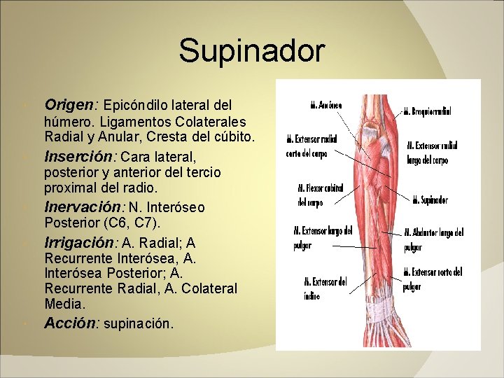 Supinador Origen: Epicóndilo lateral del húmero. Ligamentos Colaterales Radial y Anular, Cresta del cúbito.