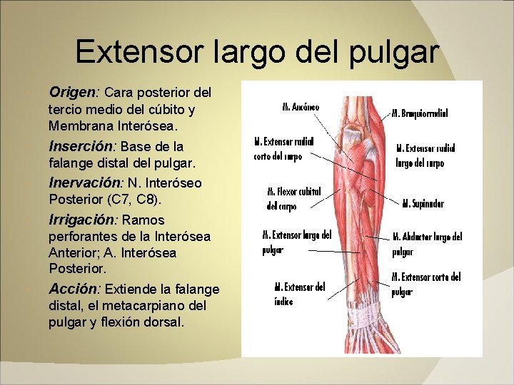 Extensor largo del pulgar Origen: Cara posterior del tercio medio del cúbito y Membrana