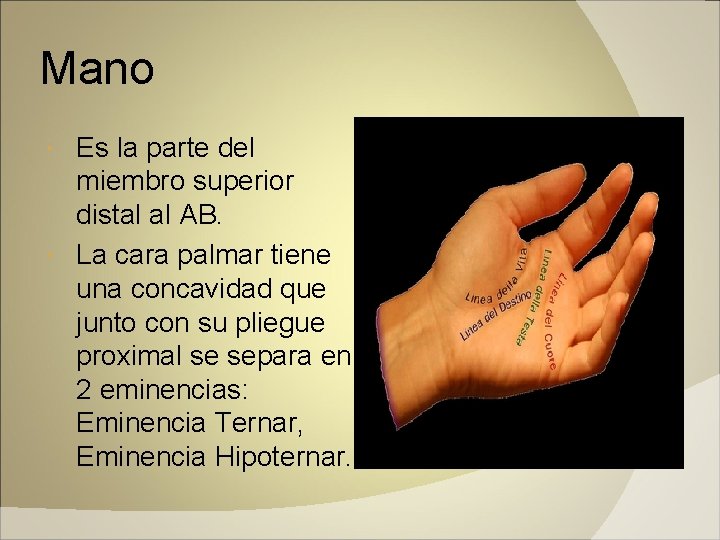 Mano Es la parte del miembro superior distal al AB. La cara palmar tiene