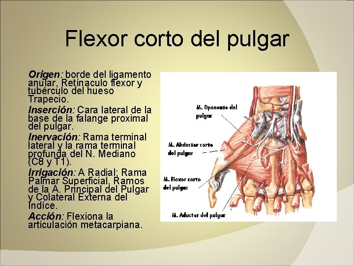 Flexor corto del pulgar Origen: borde del ligamento anular, Retínaculo flexor y tubérculo del