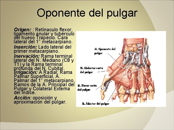 Oponente del pulgar Origen: : Retínaculo flexor, ligamento anular y tubérculo del hueso Trapecio.