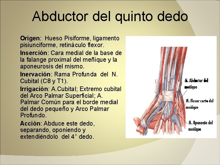 Abductor del quinto dedo Origen: Hueso Pisiforme, ligamento pisiunciforme, retináculo flexor. Inserción: Cara medial