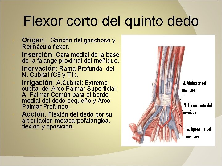 Flexor corto del quinto dedo Origen: Gancho del ganchoso y Retináculo flexor. Inserción: Cara