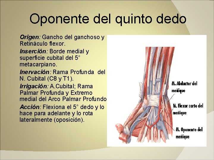 Oponente del quinto dedo Origen: Gancho del ganchoso y Retináculo flexor. Inserción: Borde medial