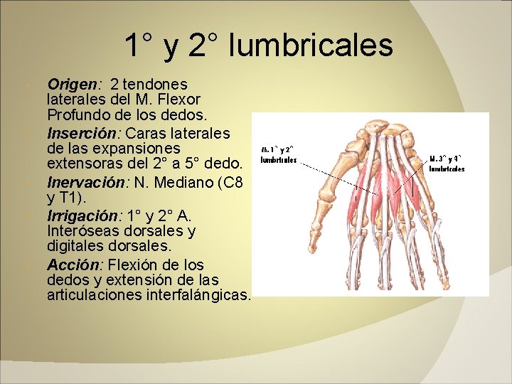 1° y 2° lumbricales Origen: 2 tendones laterales del M. Flexor Profundo de los