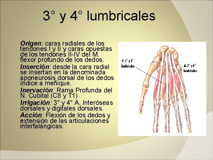 3° y 4° lumbricales Origen: caras radiales de los tendones I y II y