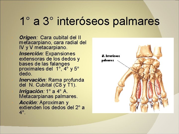 1° a 3° interóseos palmares Origen: Cara cubital del II metacarpiano, cara radial del