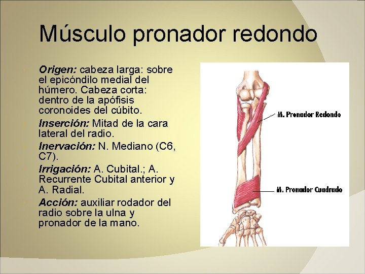 Músculo pronador redondo Origen: cabeza larga: sobre el epicóndilo medial del húmero. Cabeza corta: