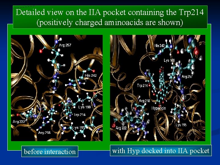Detailed view on the IIA pocket containing the Trp 214 (positively charged aminoacids are