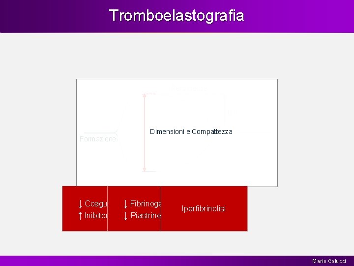 Tromboelastografia Persistenza Lisi Formazione Dimensioni e Compattezza ↓ Coagulazione ↓ Fibrinogeno ↑ Inibitori ↓