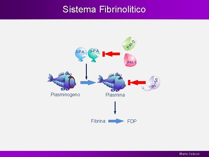 t-PA PA I-2 Sistema Fibrinolitico u-PA a 2 -A P PAI-1 Plasminogeno Plasmina Fibrina