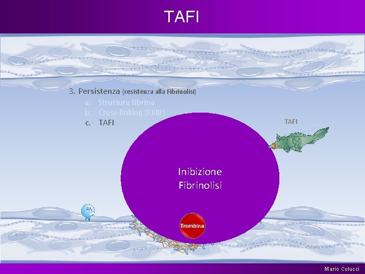 TAFI 3. Persistenza (resistenza alla Fibrinolisi) a. Struttura fibrina b. Cross-linking (FXIII) c. TAFI
