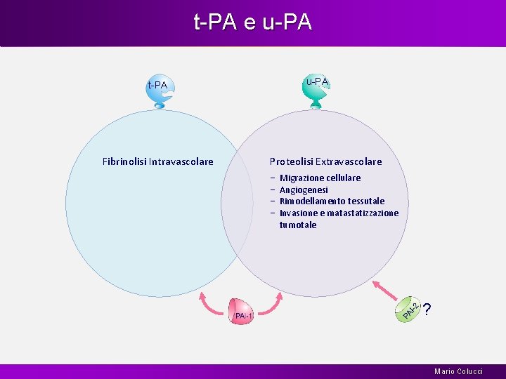t-PA e u-PA t-PA Fibrinolisi Intravascolare Proteolisi Extravascolare − − Migrazione cellulare Angiogenesi Rimodellamento