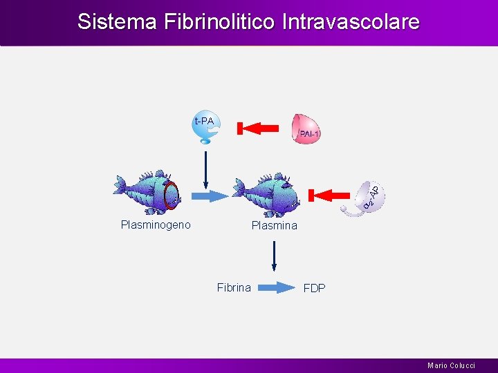 Sistema Fibrinolitico Intravascolare a 2 -A P t-PA Plasminogeno Plasmina Fibrina FDP Mario Colucci