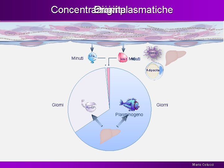 Concentrazioni Emivita Origine plasmatiche Minuti Adipocita Giorni Plasminogeno Mario Colucci 