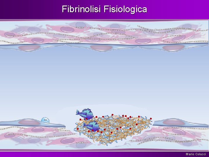 Fibrinolisi Fisiologica Mario Colucci 