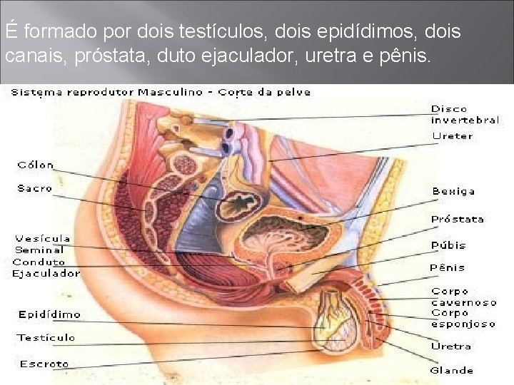 É formado por dois testículos, dois epidídimos, dois canais, próstata, duto ejaculador, uretra e