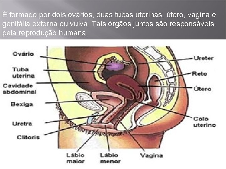 É formado por dois ovários, duas tubas uterinas, útero, vagina e genitália externa ou