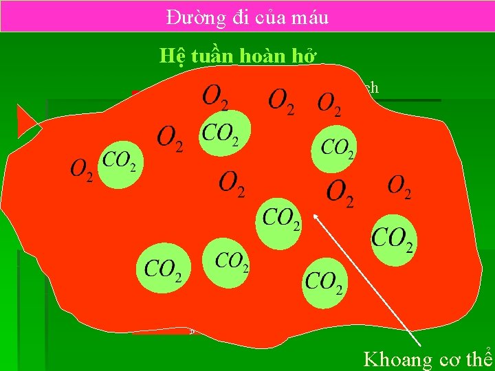 Đường đi của máu Hệ tuần hoàn hở Động mạch Tế bào TIM Khoang