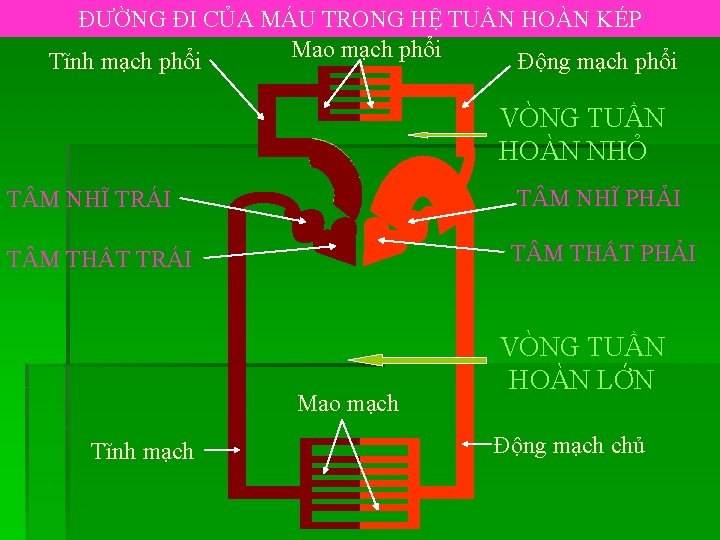 ĐƯỜNG ĐI CỦA MÁU TRONG HỆ TUẦN HOÀN KÉP Mao mạch phổi Tĩnh mạch