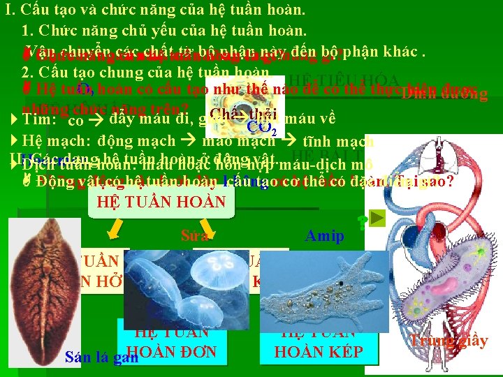 I. Cấu tạo và chức năng của hệ tuần hoàn. 1. Chức năng chủ