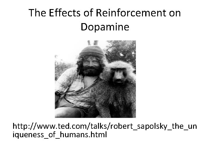 The Effects of Reinforcement on Dopamine http: //www. ted. com/talks/robert_sapolsky_the_un iqueness_of_humans. html 