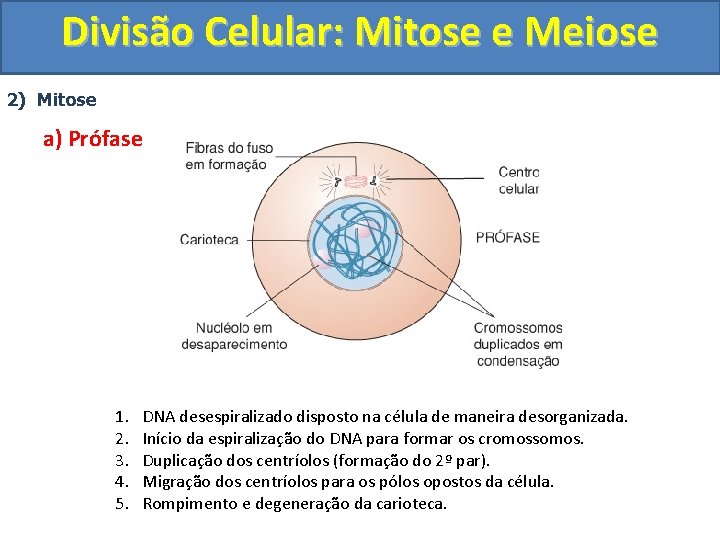 Divisão Celular: Mitose e Meiose 2) Mitose a) Prófase 1. 2. 3. 4. 5.