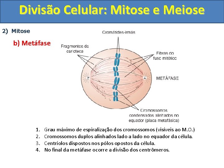 Divisão Celular: Mitose e Meiose 2) Mitose b) Metáfase 1. 2. 3. 4. Grau