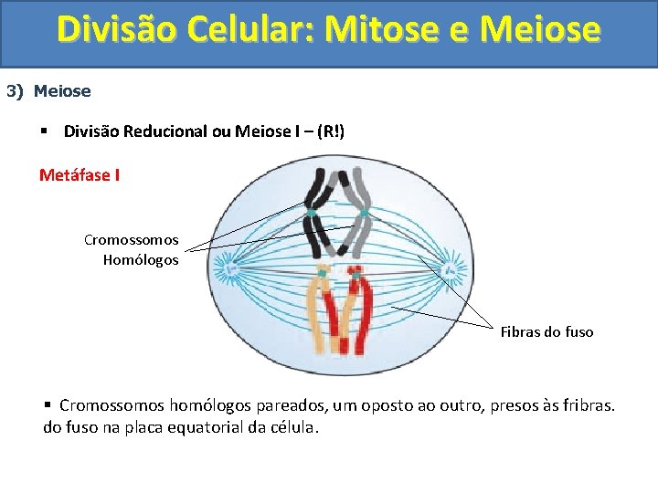 Divisão Celular: Mitose e Meiose 3) Meiose § Divisão Reducional ou Meiose I –