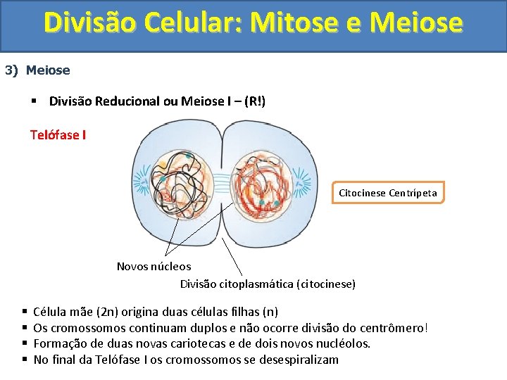 Divisão Celular: Mitose e Meiose 3) Meiose § Divisão Reducional ou Meiose I –