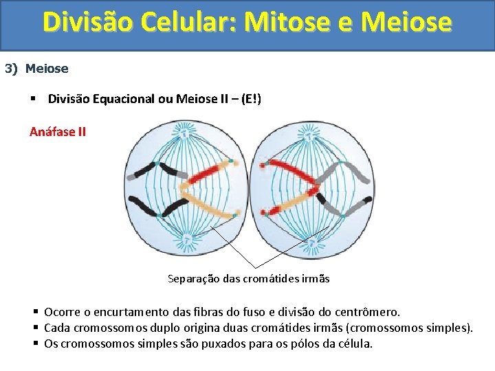 Divisão Celular: Mitose e Meiose 3) Meiose § Divisão Equacional ou Meiose II –