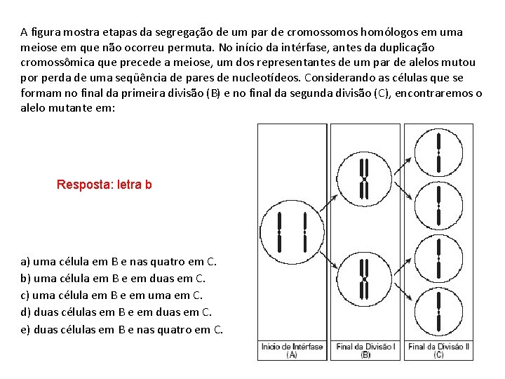 A figura mostra etapas da segregação de um par de cromossomos homólogos em uma