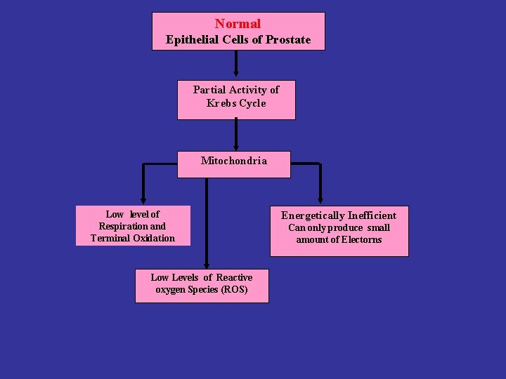 Normal Epithelial Cells of Prostate Partial Activity of Krebs Cycle Mitochondria Low level of