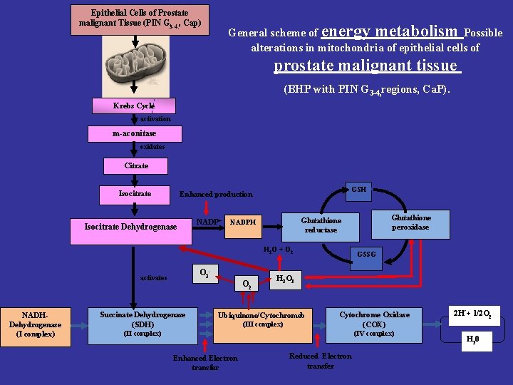 Epithelial Cells of Prostate malignant Tissue (PIN G 3 -4, , Cap) General scheme