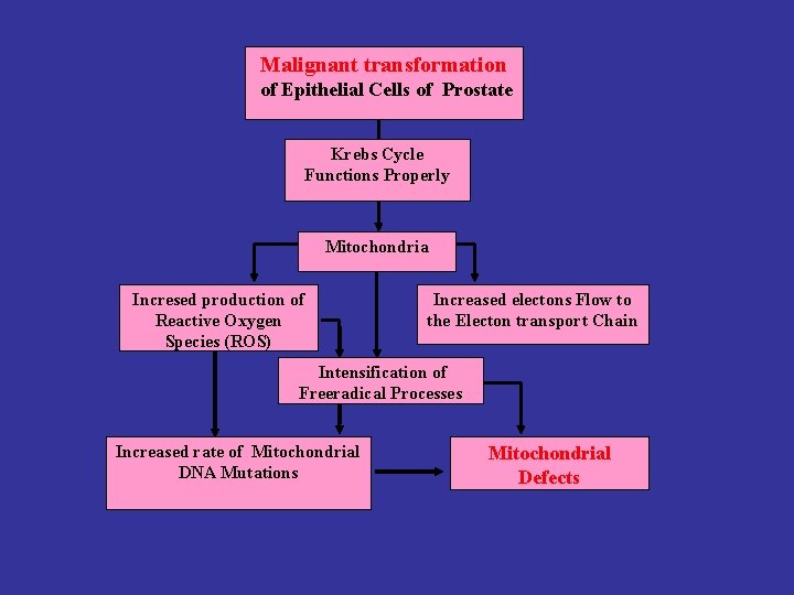Malignant transformation of Epithelial Cells of Prostate Krebs Cycle Functions Properly Mitochondria Incresed production