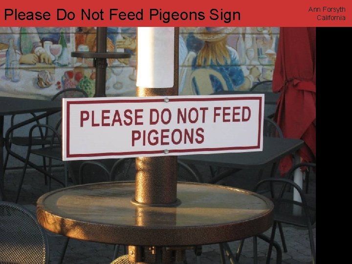 Please Do Not Feed Pigeons Sign www. annforsyth. net Ann Forsyth California 