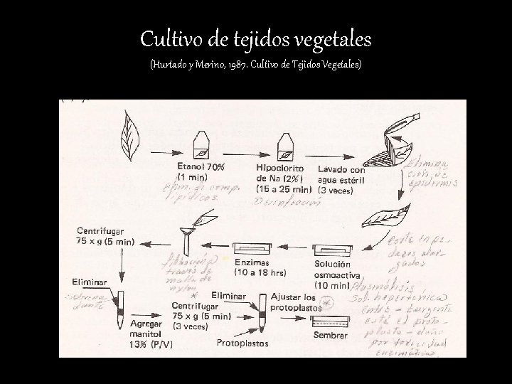 Cultivo de tejidos vegetales (Hurtado y Merino, 1987. Cultivo de Tejidos Vegetales) 