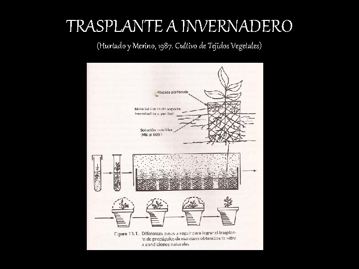 TRASPLANTE A INVERNADERO (Hurtado y Merino, 1987. Cultivo de Tejidos Vegetales) 