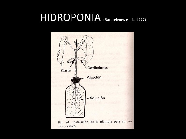 HIDROPONIA (Barthelemy, et al. , 1977) 