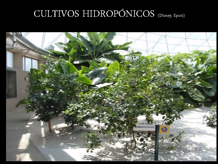 CULTIVOS HIDROPÓNICOS (Disney, Epcot) 