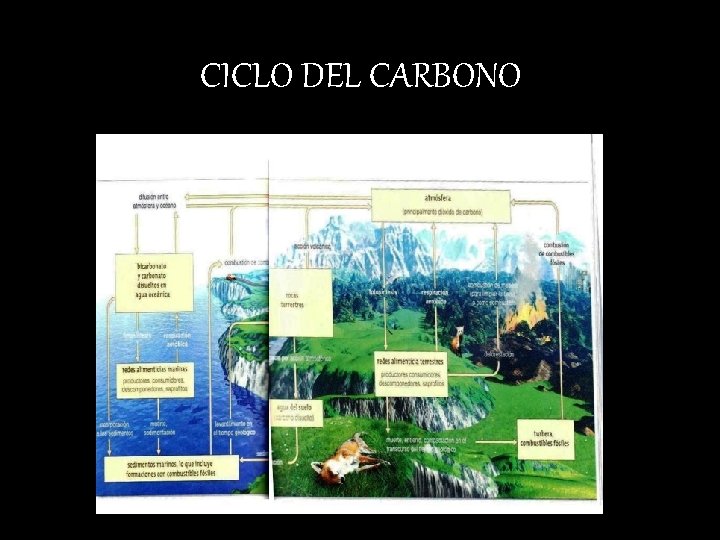 CICLO DEL CARBONO 