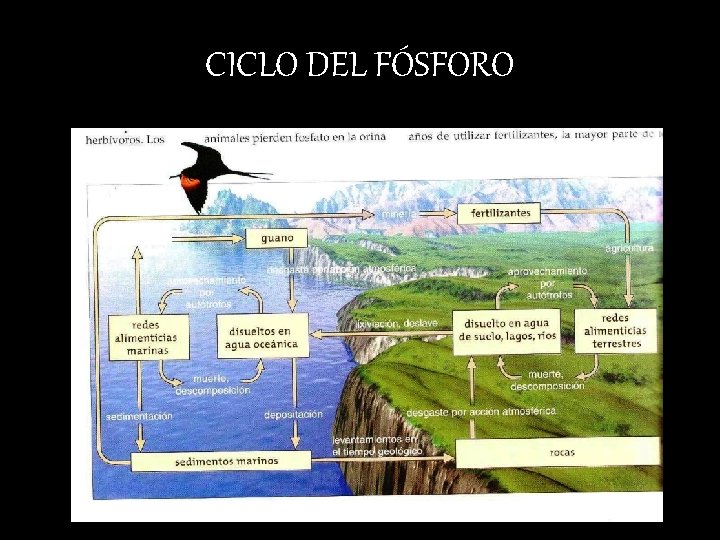 CICLO DEL FÓSFORO 