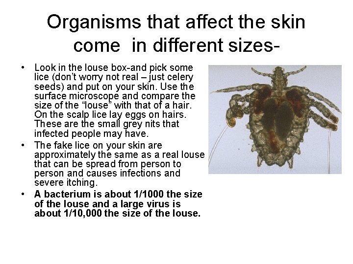 Organisms that affect the skin come in different sizes • Look in the louse