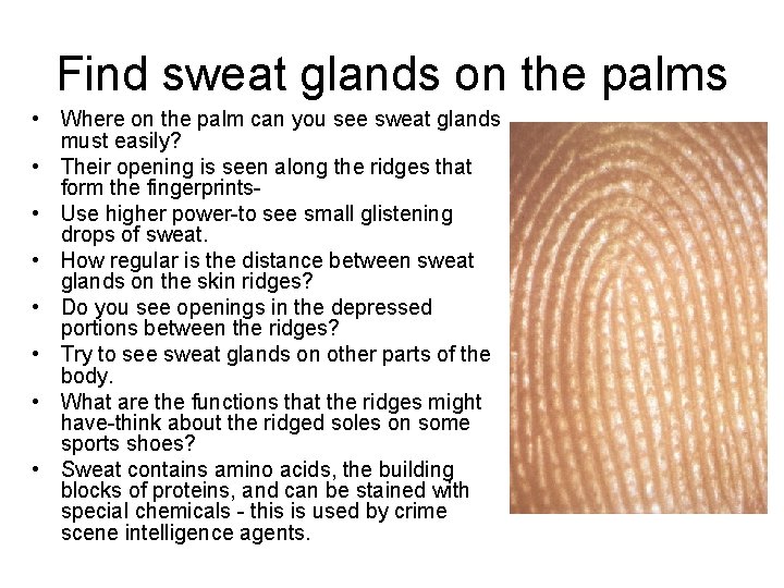 Find sweat glands on the palms • Where on the palm can you see