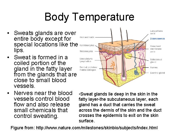 Body Temperature • Sweats glands are over entire body except for special locations like