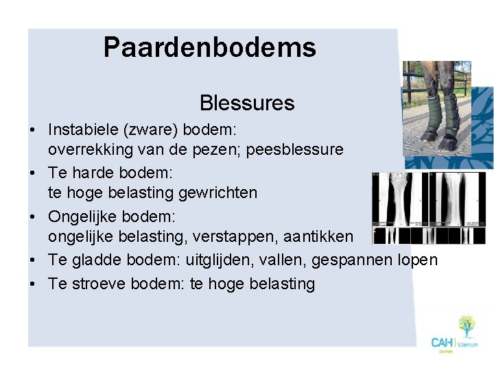 Paardenbodems Blessures • Instabiele (zware) bodem: overrekking van de pezen; peesblessure • Te harde