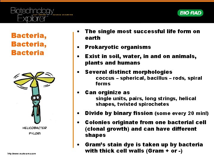 Bacteria, Bacteria • The single most successful life form on earth • Prokaryotic organisms